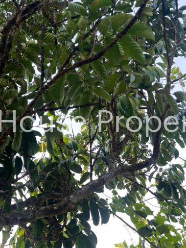picture Fruit orchard with land for sale in Klaeng District, Rayong. Pleasant atmosphere, ideal for investment. - 8/18