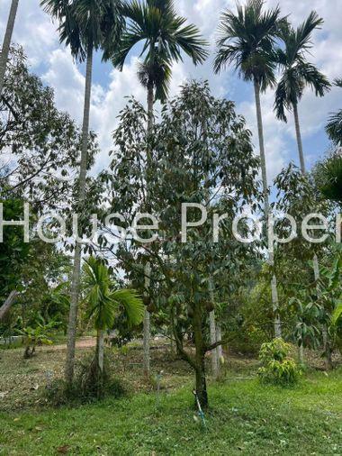 picture Fruit orchard with land for sale in Klaeng District, Rayong. Pleasant atmosphere, ideal for investment. - 3/18