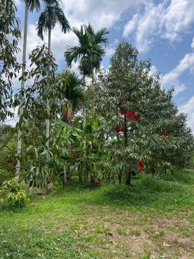 picture Fruit orchard with land for sale in Klaeng District, Rayong. Pleasant atmosphere, ideal for investment. - 6/18