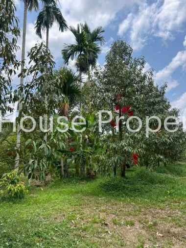picture Fruit orchard with land for sale in Klaeng District, Rayong. Pleasant atmosphere, ideal for investment. - 6/18