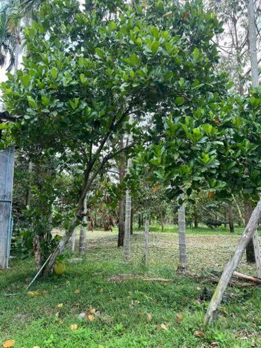 picture Fruit orchard with land for sale in Klaeng District, Rayong. Pleasant atmosphere, ideal for investment. - 5/18