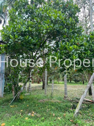 picture Fruit orchard with land for sale in Klaeng District, Rayong. Pleasant atmosphere, ideal for investment. - 5/18