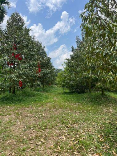 picture Fruit orchard with land for sale in Klaeng District, Rayong. Pleasant atmosphere, ideal for investment. - 4/18