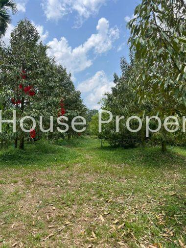 picture Fruit orchard with land for sale in Klaeng District, Rayong. Pleasant atmosphere, ideal for investment. - 4/18