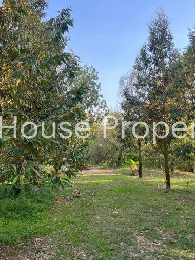 picture Fruit orchard with land for sale in Klaeng District, Rayong. Pleasant atmosphere, ideal for investment. - 9/18