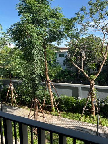 picture 🌿🌿🌿🌿cercco bangna 36🌿🌿🌿🌿 - 19/19