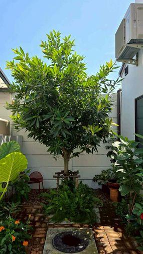 รูป 🏠 ขายบ้าน : Rest Bangyai (เรสท์ บางใหญ่)   รหัสทรัพย์ | 📌LNP-H1071  - รูปที่ 3/30