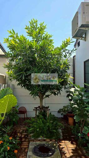 รูป 🏠 ขายบ้าน : Rest Bangyai (เรสท์ บางใหญ่) รหัสทรัพย์ | 📌LNP-H1071 - รูปที่ 3/30