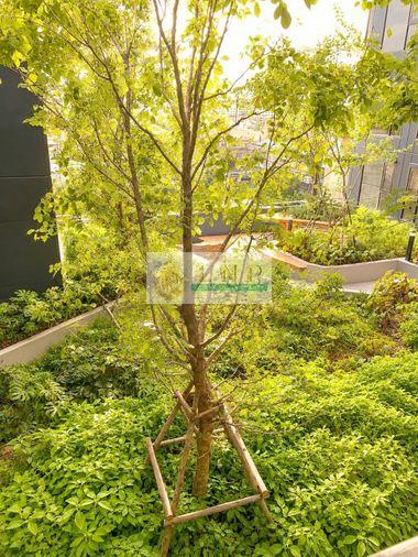 picture Condo for Rent: Origin Play Bangkhunnon Triple Station Property Code | LNP-C14042 - 10/26