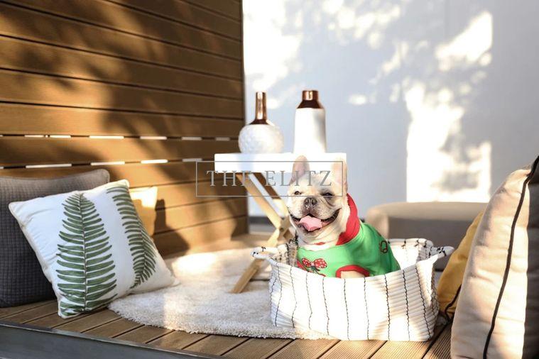 รูป ✨ The Ultimate Urban Paradise for You and Your Pets – Modern Luxury Unit with Sweeping Panoramic Nature Views  ✨ - รูปที่ 13/31