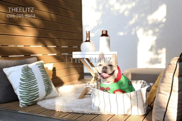 รูป ✨ The Ultimate Urban Paradise for You and Your Pets – Modern Luxury Unit with Sweeping Panoramic Nature Views ✨ - รูปที่ 13/31