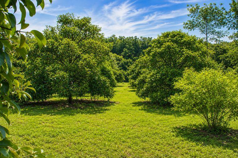 รูป สวนทุเรียน มังคุด ผสมพร้อมบ้าน ทุ่งเบญจา อำเภอท่าใหม่ จังหวัดจันทบุรี - รูปที่ 3/9
