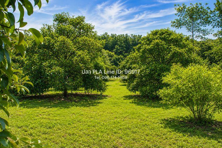 รูป สวนทุเรียน มังคุด ผสมพร้อมบ้าน ทุ่งเบญจา อำเภอท่าใหม่ จังหวัดจันทบุรี - รูปที่ 3/9