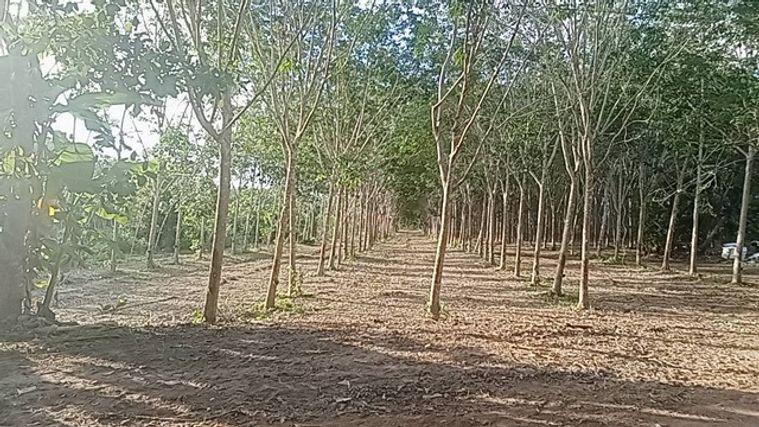 รูป ตื่นมา...เงินก็เข้าบัญชีแล้ว ขายบ้านเดี่ยวพร้อมสวนยาง 8 ปี สร้างรายได้ประมาณ 30,000 บาท/เดือน บนที่ดินเกือบ 9 ไร่ ในอำเภอแกลง จังหวัดระยอง  - รูปที่ 4/8