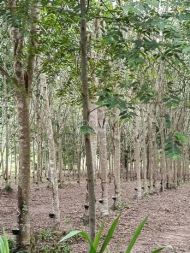 รูป ตื่นมา...เงินก็เข้าบัญชีแล้ว ขายบ้านเดี่ยวพร้อมสวนยาง 8 ปี สร้างรายได้ประมาณ 30,000 บาท/เดือน บนที่ดินเกือบ 9 ไร่ ในอำเภอแกลง จังหวัดระยอง - รูปที่ 6/8