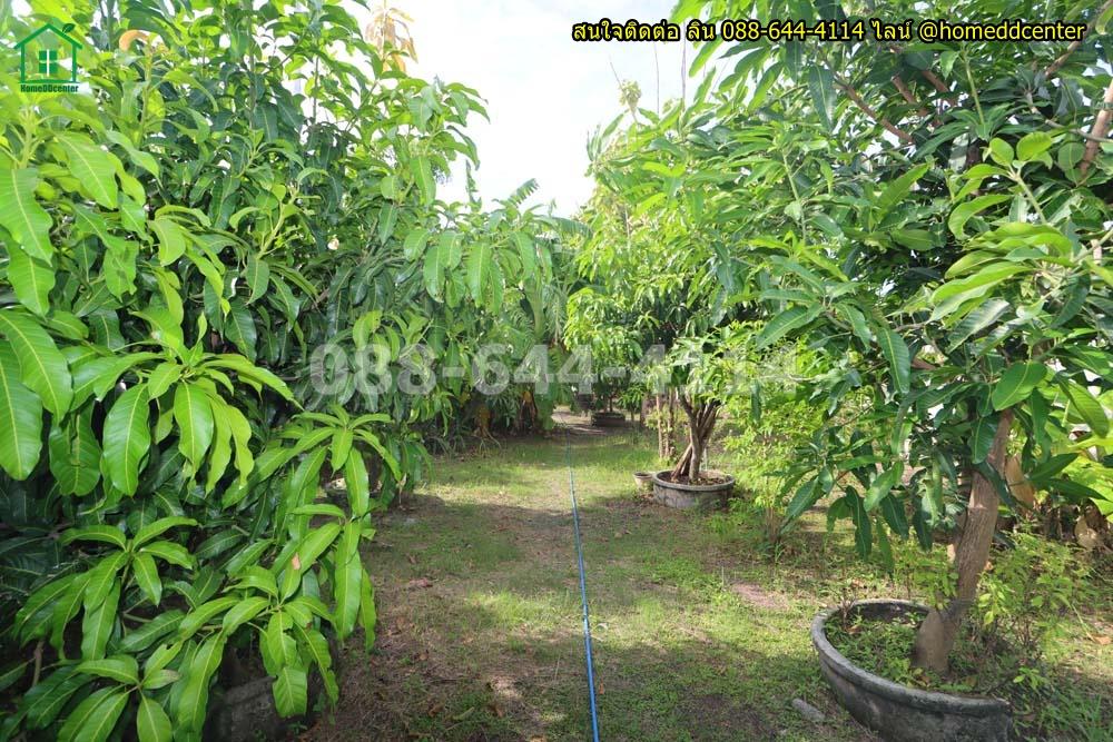 รูป ขายที่ดินแถมบ้านสวน 579 ตร.ว. ลาดกระบัง ใกล้สุวรรณภูมิ มอเตอร์เวย์ ม.เทคโนฯพระจอมเกล้า ลาดกระบัง - รูปที่ 11/18