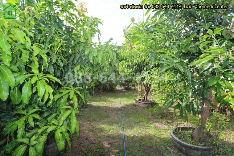 รูป ขายที่ดินแถมบ้านสวน 579 ตร.ว. ลาดกระบัง ใกล้สุวรรณภูมิ มอเตอร์เวย์ ม.เทคโนฯพระจอมเกล้า ลาดกระบัง - รูปที่ 11/18