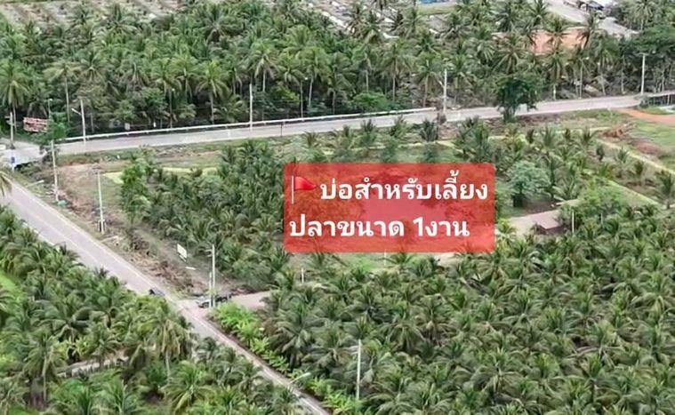 รูป Call : 089-814-7024 ขายที่ดินสมุทรสงคราม ติดถนนหน้ากว้างทางไปตลาดน้ำท่าคา ถูกที่สุดในโซนนี้ ฟรีโอน คุยง่าย จบไว เจ้าของใจดี - รูปที่ 2/13