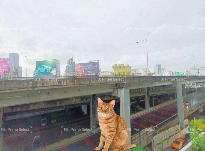 picture 🏢Condo for Rent | 🐶Pet Friendly | 📍Wireless Road | Ploenchit | 🏙️Central Bangkok | 🚝BTS Ploenchit | 🏬Central Embassy | 🏊Pool | 🏋️Gym - 5/7
