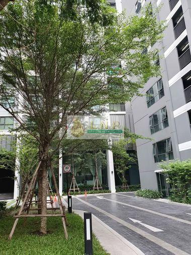 รูป 🏢 ขายคอนโด : Life Sukhumvit 48 (ไลฟ์ สุขุมวิท 48) รหัสทรัพย์ | 📌LNP-C14449 - รูปที่ 16/18