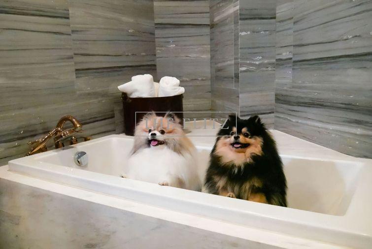 รูป ✨ Super Luxury Low-Rise Sanctuary in Phrom Phong (Sukhumvit 41) | Supreme Privacy & Pet-Friendly Environment ✨ - รูปที่ 10/23