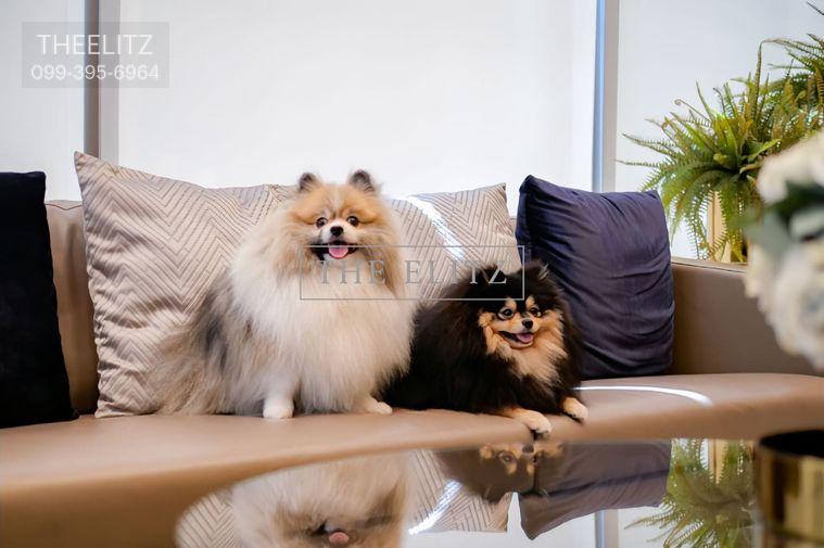 picture ✨ Ultimate Luxury Pool Access & Pet-Friendly! Private boutique residence steps to EmQuartier & Emporium ✨ - 20/27