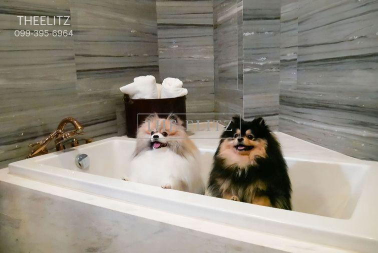 picture ✨ Ultimate Luxury Pool Access & Pet-Friendly! Private boutique residence steps to EmQuartier & Emporium ✨ - 15/27