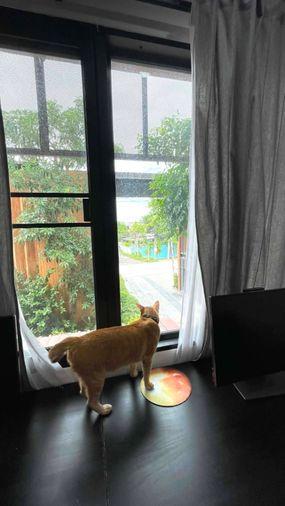 picture 🏠 House for Rent | Haus Niche Chaengwattana   Property Code | LNP-H1137  - 19/29