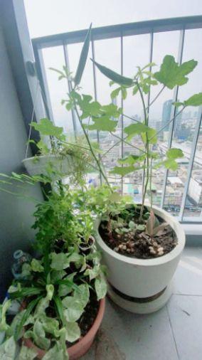 รูป 2 ห้องนอน | 2 ห้องน้ำ | BTS Bang Chak | 53 ตร.ม. | 30,000 บาท/เดือน | ชั้น 21 — Ideo Sukhumvit 93 กรุงเทพฯ - รูปที่ 3/10
