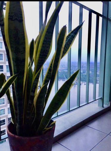 รูป 1 ห้องนอน | 1 ห้องน้ำ | MRT Bang Rak Yai | 30 ตร.ม. | 11,000 บาท/เดือน | ชั้น 33 — Lumpini Park Rivetside - Rama 3 กรุงเทพฯ - รูปที่ 1/3