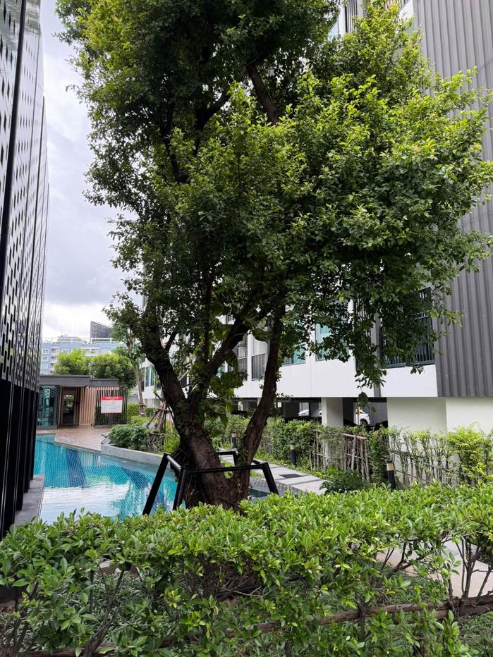 picture 🔥Available for immediate move-in 🔥 GO#1953  Niche Mono Sukhumvit 50 ✅ Add Line to schedule a viewing 🌸 - 9/10