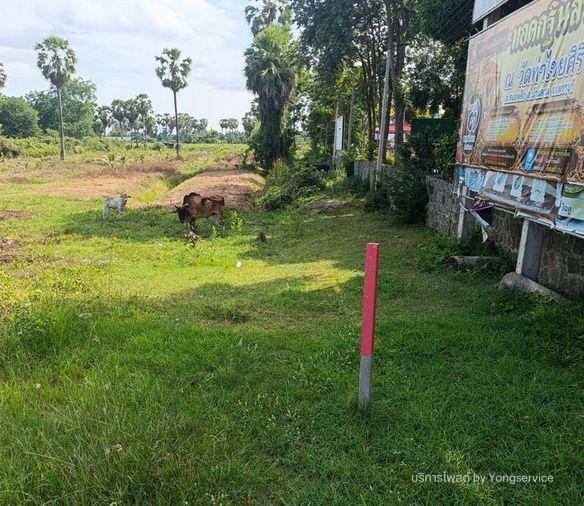 picture Call : 090-908-7962 Land 5-1-20 rai, opposite Robinson Phetchaburi, Samorphlu, Ban Lat, Phetchaburi - 9/11