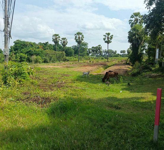 picture Call : 090-908-7962 Land 5-1-20 rai, opposite Robinson Phetchaburi, Samorphlu, Ban Lat, Phetchaburi - 8/11