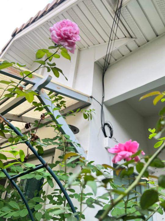 picture House for rent at Perfect Place Sukhumvit 77-Suvarnabhumi (Rt-01) - 22/28