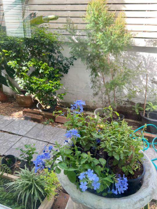 รูป ขายบ้านเดี่ยว Perfect Place Sukhumvit 77-Suvarnabhumi (Rt-01) - รูปที่ 21/28
